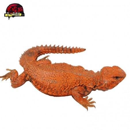 Lagarto uromastyx legalizado