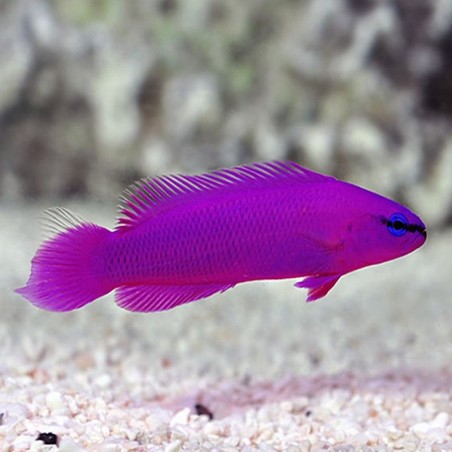 comprar peixe marinho Pseudochromis Fridmani