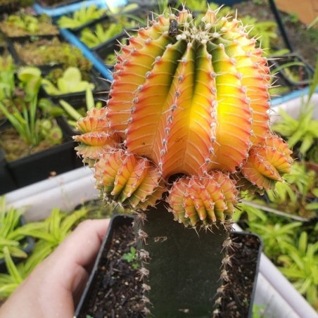 cacto laranja a venda