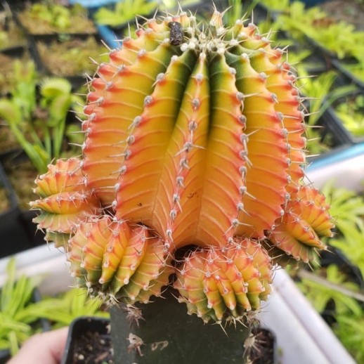 cacto de cor laranjado