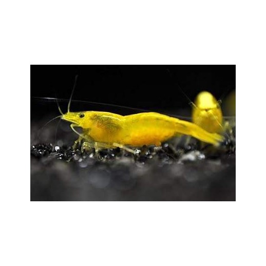 camarão amarelo aquário