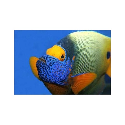 BLUE FACE ANGEL - POMACANTHUS XANTHOMETOPON