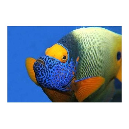 BLUE FACE ANGEL - POMACANTHUS XANTHOMETOPON