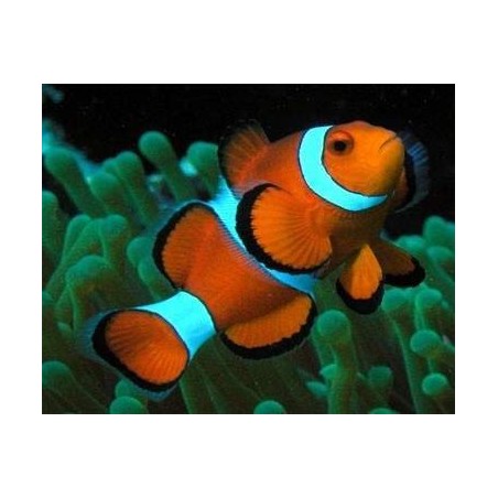 OCELLARIS CLOWN TB - AMPHIPRION OCELLARIS