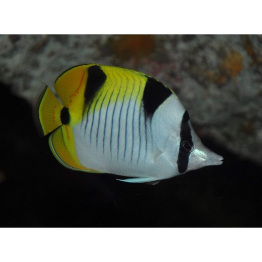 TRUE FALCULA BUTTERFLY - CHETODON FALCULA