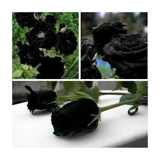Rosa Negra Black  - Sementes Raras - Exóticas