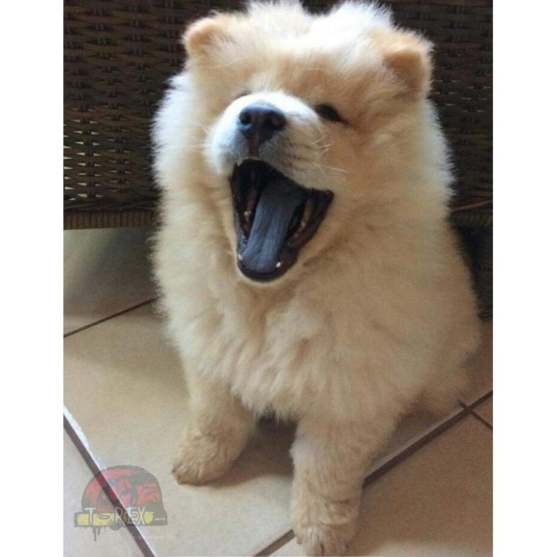 Chow Chow Fêmea  Long 