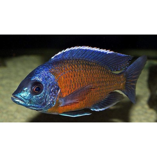 KANDANGO 2 A 3 cm