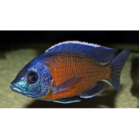 KANDANGO 2 A 3 cm