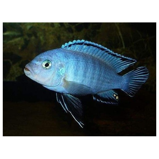 AULONOCARA STUARTGRANTI BLUE NEON 3 cm