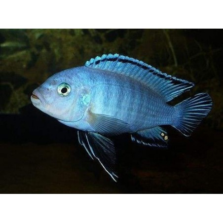 AULONOCARA STUARTGRANTI BLUE NEON 3 cm