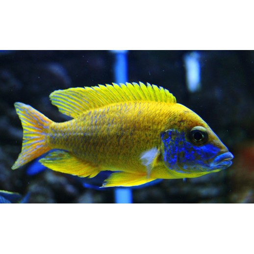 AULONOCARA STUARTGRANTI BLUE NEON 3 cm