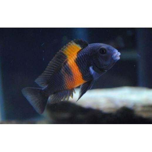 PARACIPRICHROMIS NIGRIPINNIS BLUE NEON 3 A 4 cm