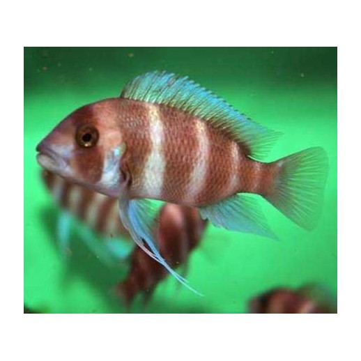 PARACIPRICHROMIS NIGRIPINNIS BLUE NEON 3 A 4 cm