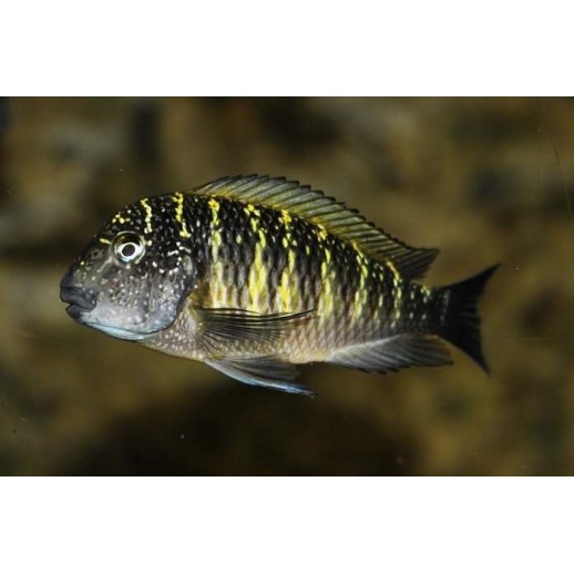 TROPHEUS MOORI MURAGO 3 A 4 cm