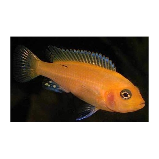 ZEBRA SUPER RED 2 A 4 cm