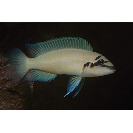 TROPHEUS MOORI BRICHARDI KIPILI 4 A 5 cm