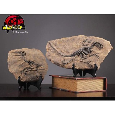 Fóssil Carcharodontosaurus - Jurassic Park - Réplica Dinossauro