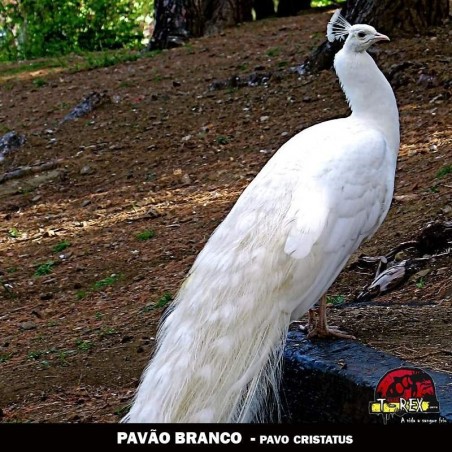 venda filhote pavao maringa curitiba