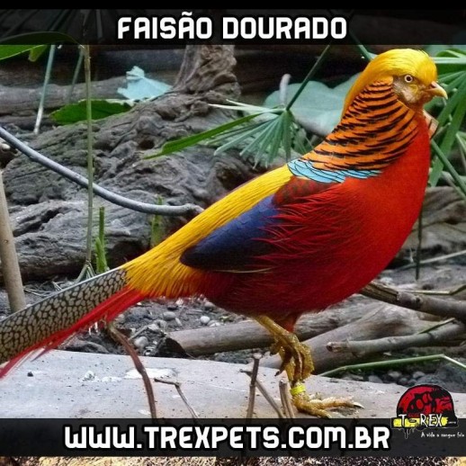 comprar faisão dourado em são paulo