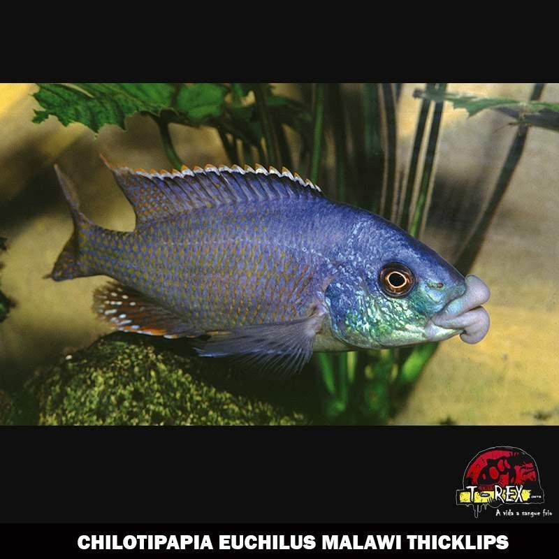 CHILOTIPAPIA EUCHILUS MALAWI THICKLIPS