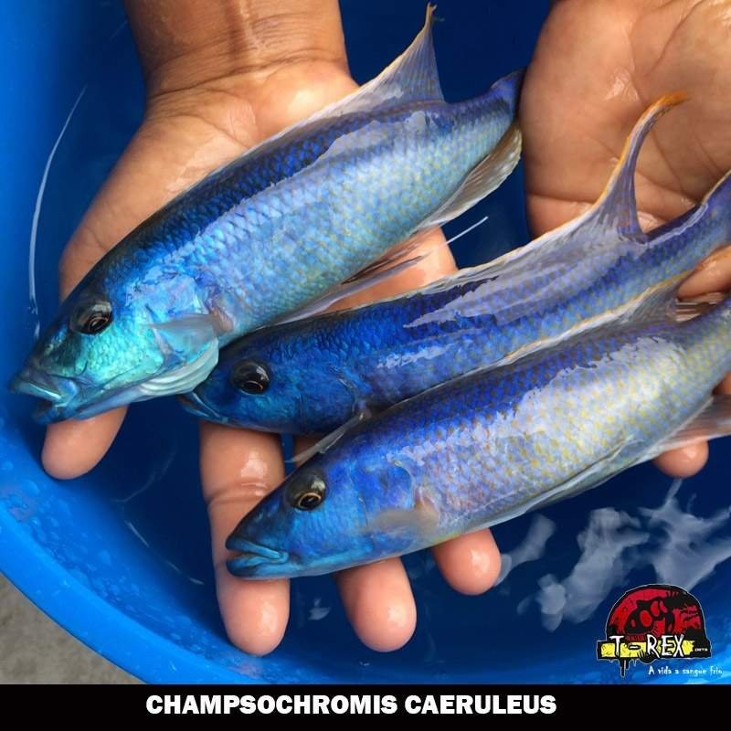 CHAMPSOCHROMIS CAERULEUS ciclideo venda