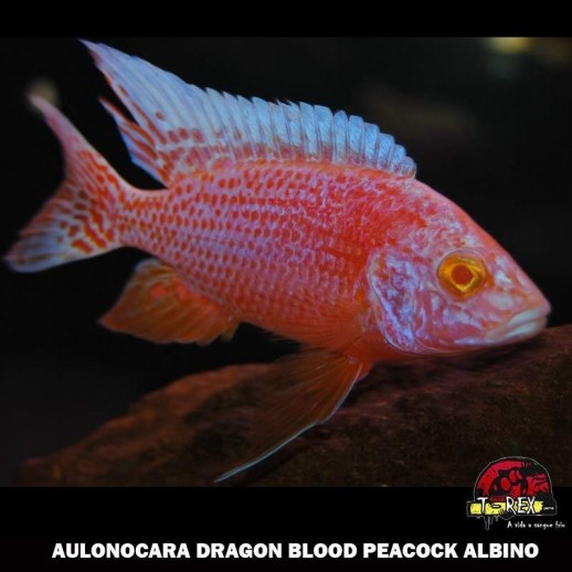 comprar ciclídeo dragon blood