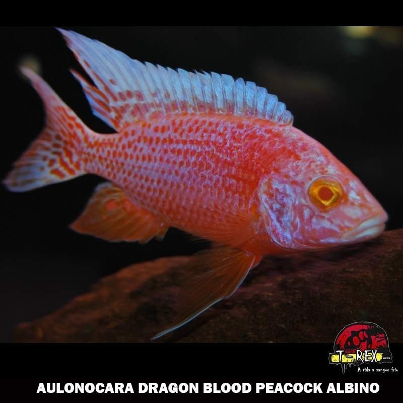 comprar ciclídeo dragon blood