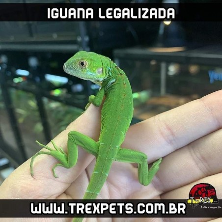 valor preco iguana legalizada