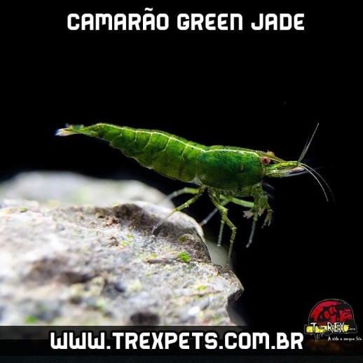 camarão verde neocaridina