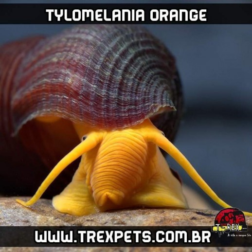 caramujo aquario