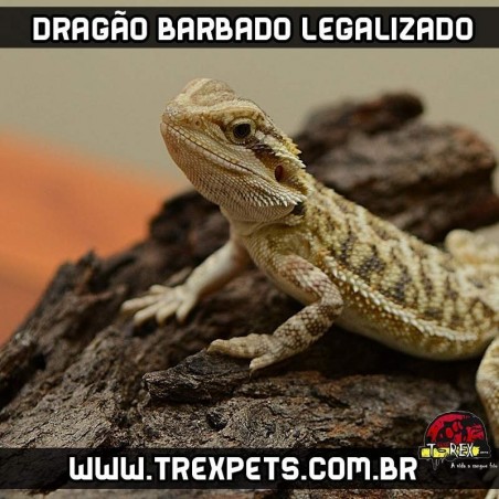 onde comprar dragão barbado