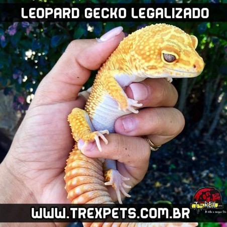 comprar lagartixa leopardo