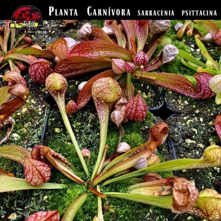 muda Sarracenia psitacinna