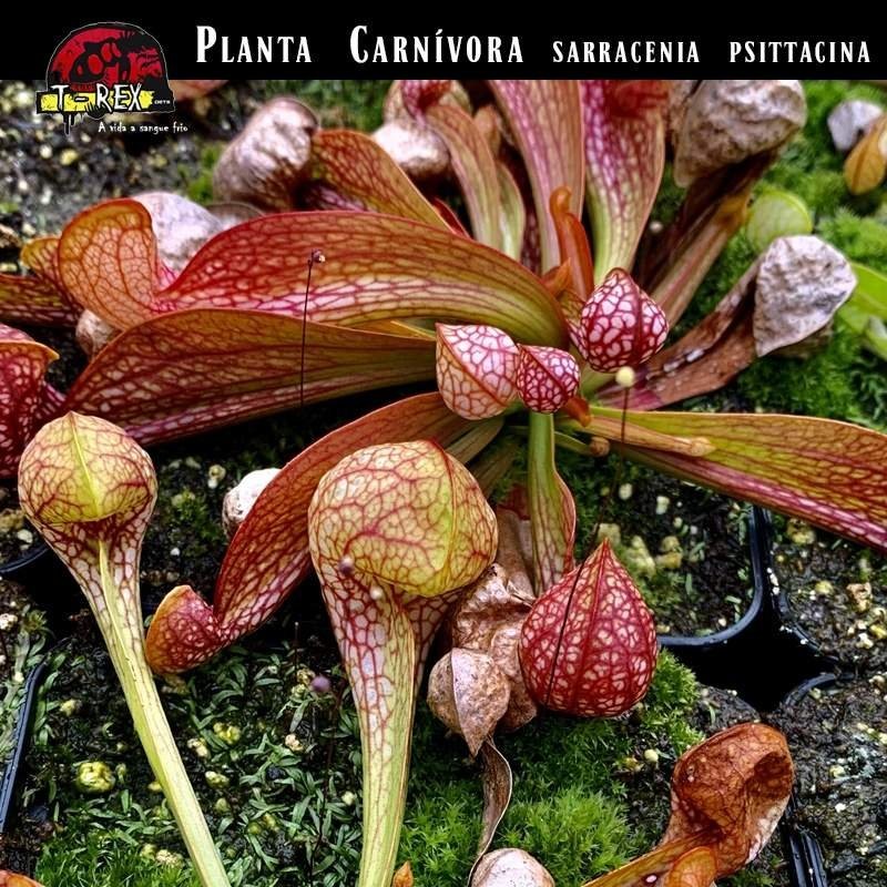Planta carnivora em São Paulo SP