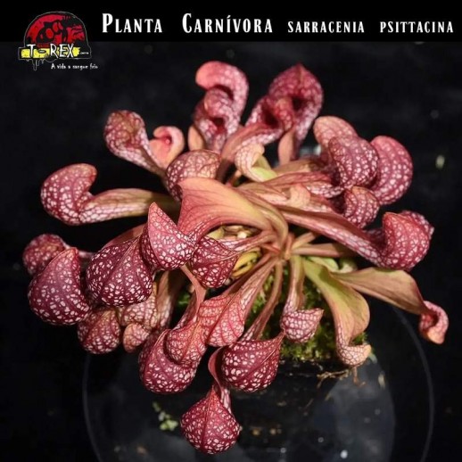 Planta Carnívora em Minas gerais
