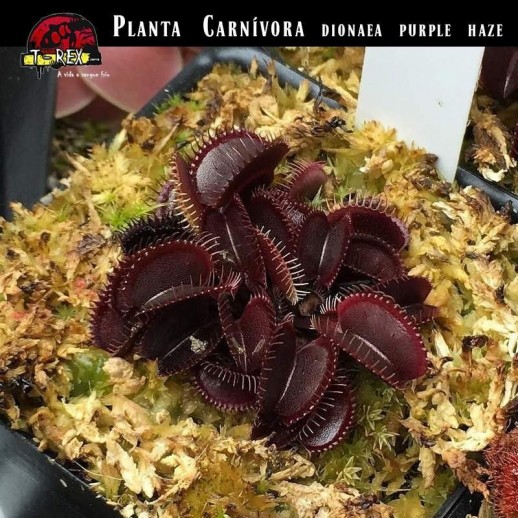 Planta carnivora roxa vermelha