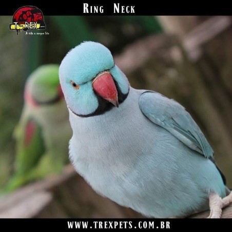 Venda de ring necks