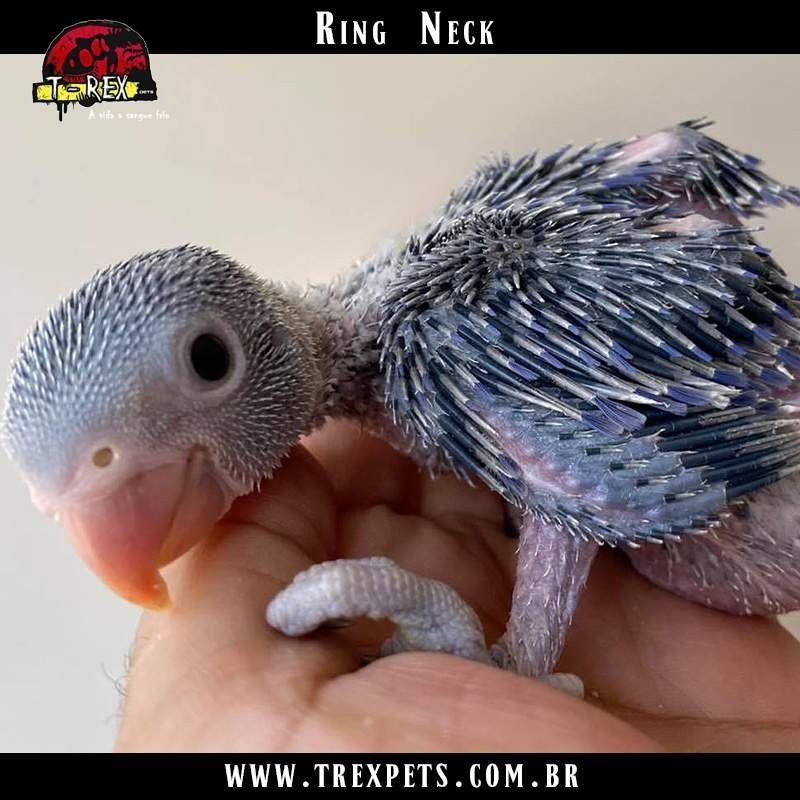 Comprar Ring Neck