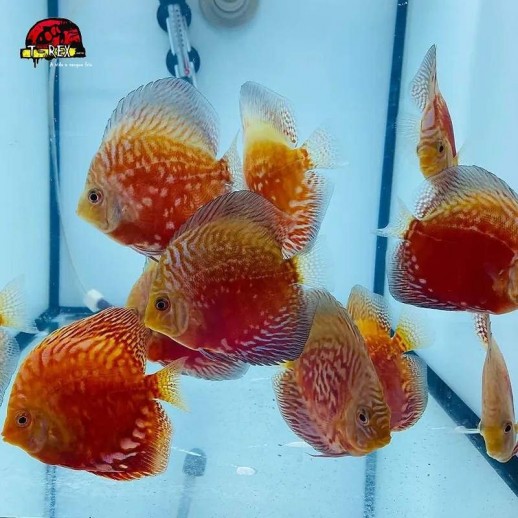 Peixe Acará Disco Star Dust