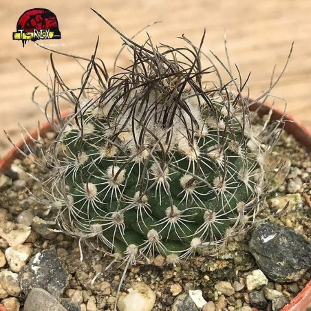 Muda de Cacto TURBINICARPUS MACROCHELE