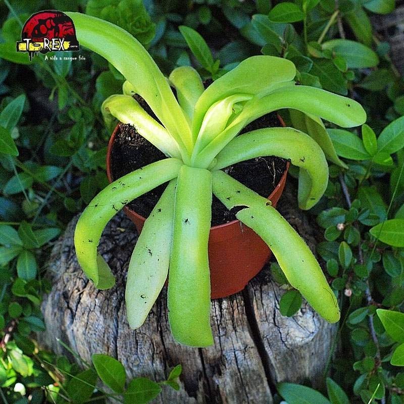 comprar planta carnivora pinguicula aphrodite