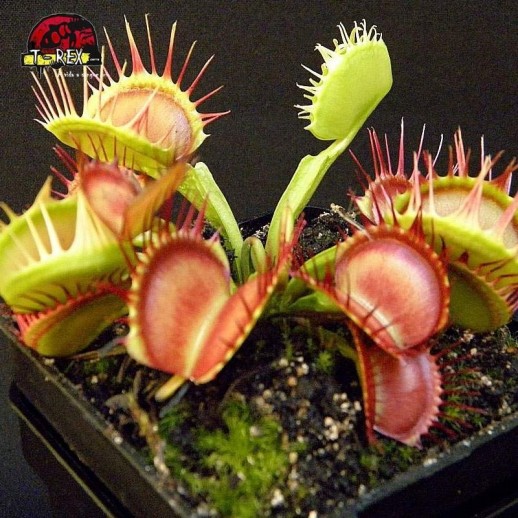 planta carniora dionaea cross teeth