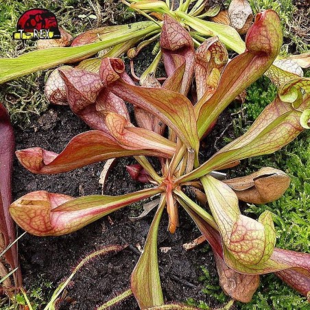 comprar muda de planta carnivora sarracenia psitacinna