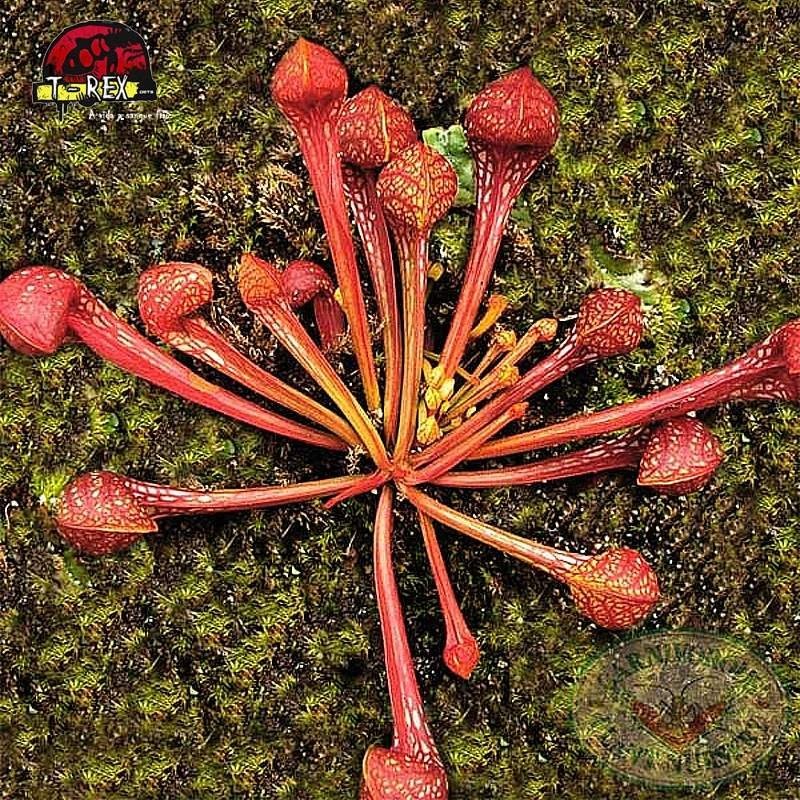 comprar planta carnivora sarracenia psitacinna