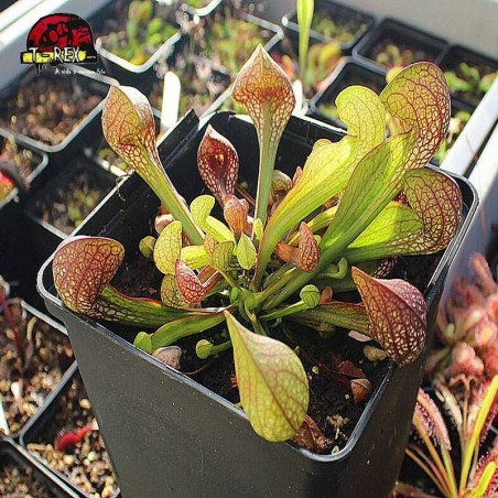 comprar muda de planta carnivora sarracenia psitacianna