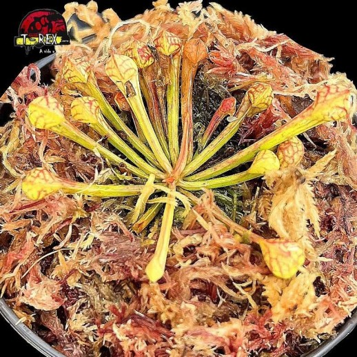 comprar planta carnivora sarracenia psitacinna