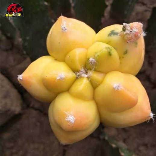 Muda de Cacto Amarelo