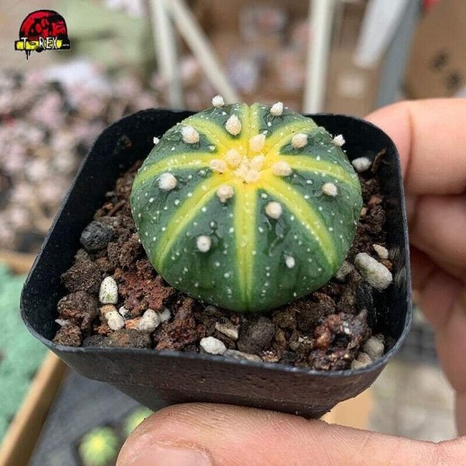 Cacto Amarelo Astrophytum asterias