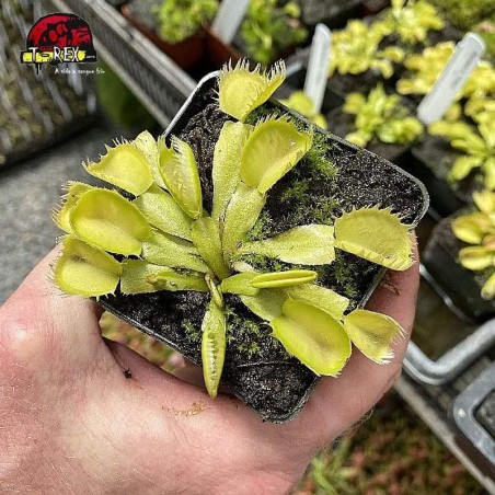 comprar planta carnivora dioneia triton